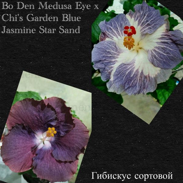 Гибискус сортовой Bo Den Medusa Eye x Chi's Garden Blue Jasmine Star Sand