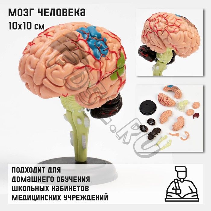 Макет "Мозг человека" разборный, 10*10 см