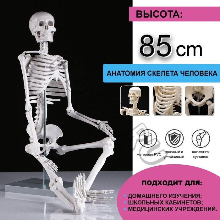 Макет "Скелет человека" 85см (5076754)