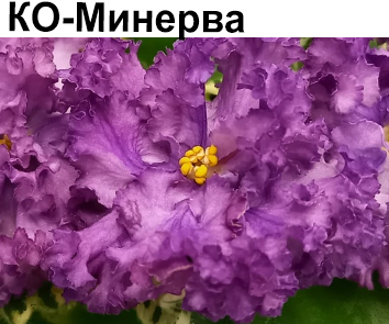 КО-Минерва (Кособокова)