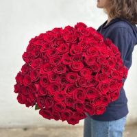 101 красная роза Эквадор в ленте (от 50см)