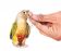 Краснохвостый попугай Молине (Pyrrhura molinae) выкормыш