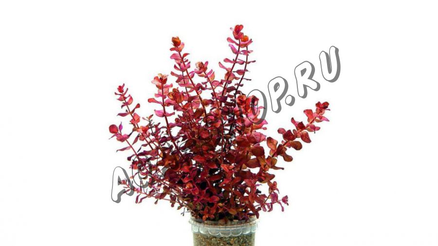 Ротала макрандра мини (Rotala macrandra mini)