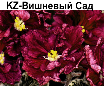 KZ-Вишневый Сад (Заикина)  НОВИНКА