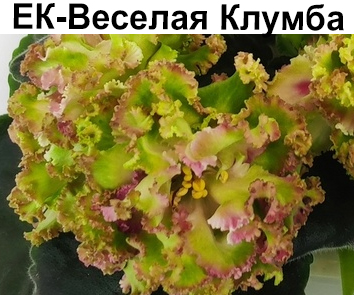 ЕК-Веселая Клумба (Коршунова)