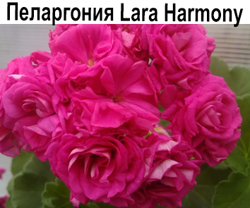 Пеларгония розебудная Lara Harmony