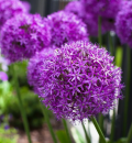 Лук/Аллиум Гигантеум 1шт 20/24/Allium giganteum