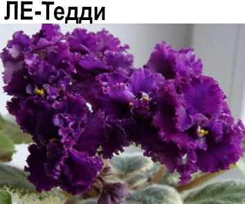 ЛЕ-Тедди (Лебецкая)