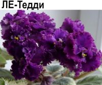 ЛЕ-Тедди (Лебецкая)