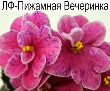 ЛФ-Пижамная Вечеринка (Федосеева)  НОВИНКА