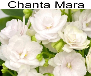 Chanta Mara