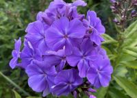 Флокс 'Морская царевна' / Phlox 'Morskaya carevna'