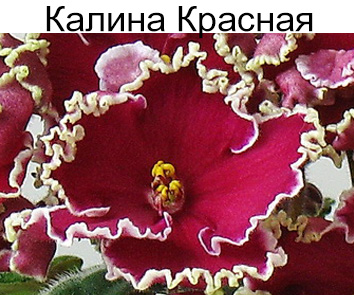 Калина Красная