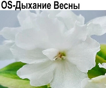 DS-Дыхание Весны (Диметрис)