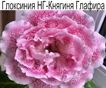 НГ-Княгиня Глафира