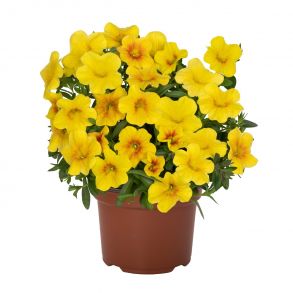 137 Калибрахоа Bloomtastic Yellow (Dummen)  - 10шт URC