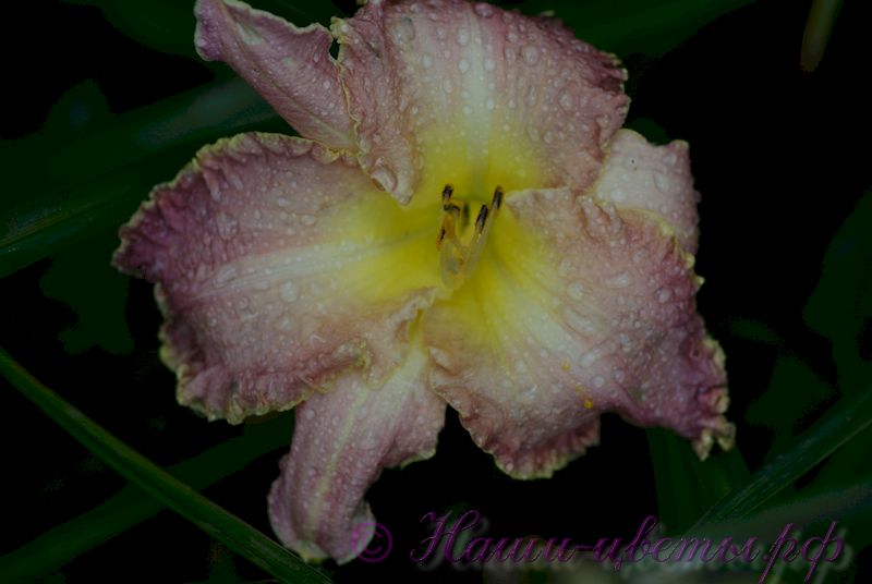 Лилейник 'Клоузд ин Глори' / Hemerocallis 'Сlothed in Glory'