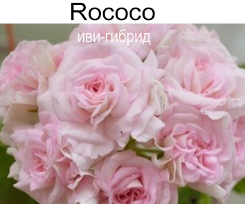 Пеларгония розебудная Rococo