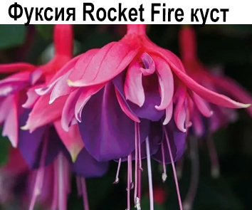 Фуксия Rocket Fire куст