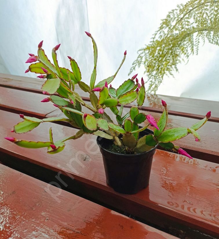 Рипсалидопсис розовый (Пасхальный кактус)