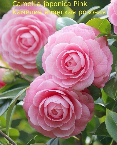 Camellia japonica Pink - Камелия японская розовая