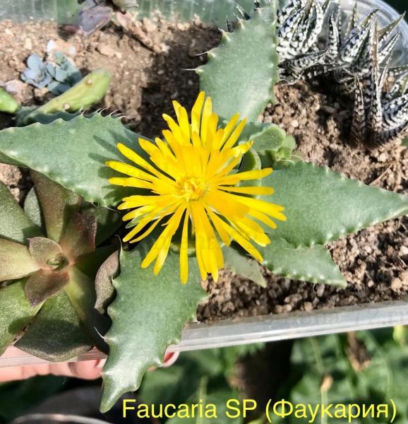 Faucaria SP (Фаукария)